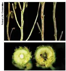 composição de duas fotografias que ilustram os sintomas de uma doença em hastes de plantas, provavelmente soja
