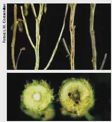 composição de duas fotografias que ilustram os sintomas de uma doença em hastes de plantas, provavelmente soja