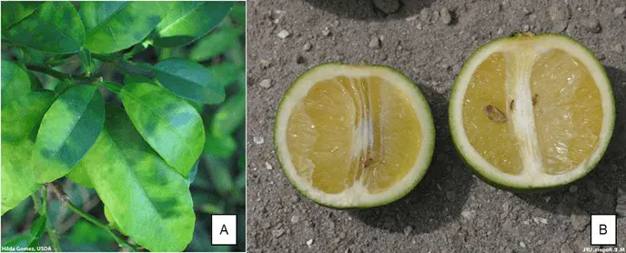 composição de duas fotografias, A e B, que ilustram os sintomas característicos da doença Huanglongbing (HLB), ou greening, em citros.