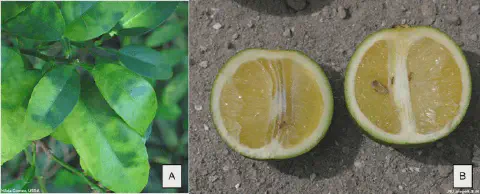 composição de duas fotografias, A e B, que ilustram os sintomas característicos da doença Huanglongbing (HLB), ou greening, em citros.