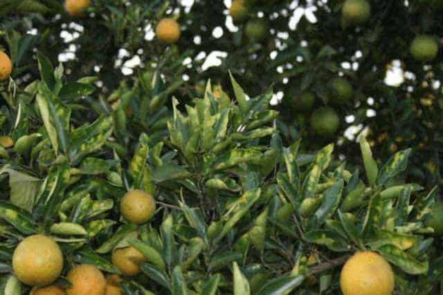 close-up de uma laranjeira, com foco nas folhas e frutos, mostrando os sintomas da Clorose Variegada dos Citros (CVC).