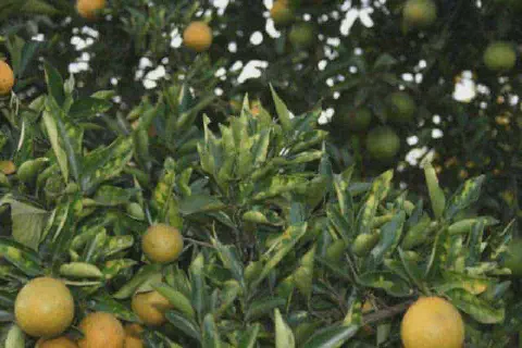 close-up de uma laranjeira, com foco nas folhas e frutos, mostrando os sintomas da Clorose Variegada dos Citros (CVC).
