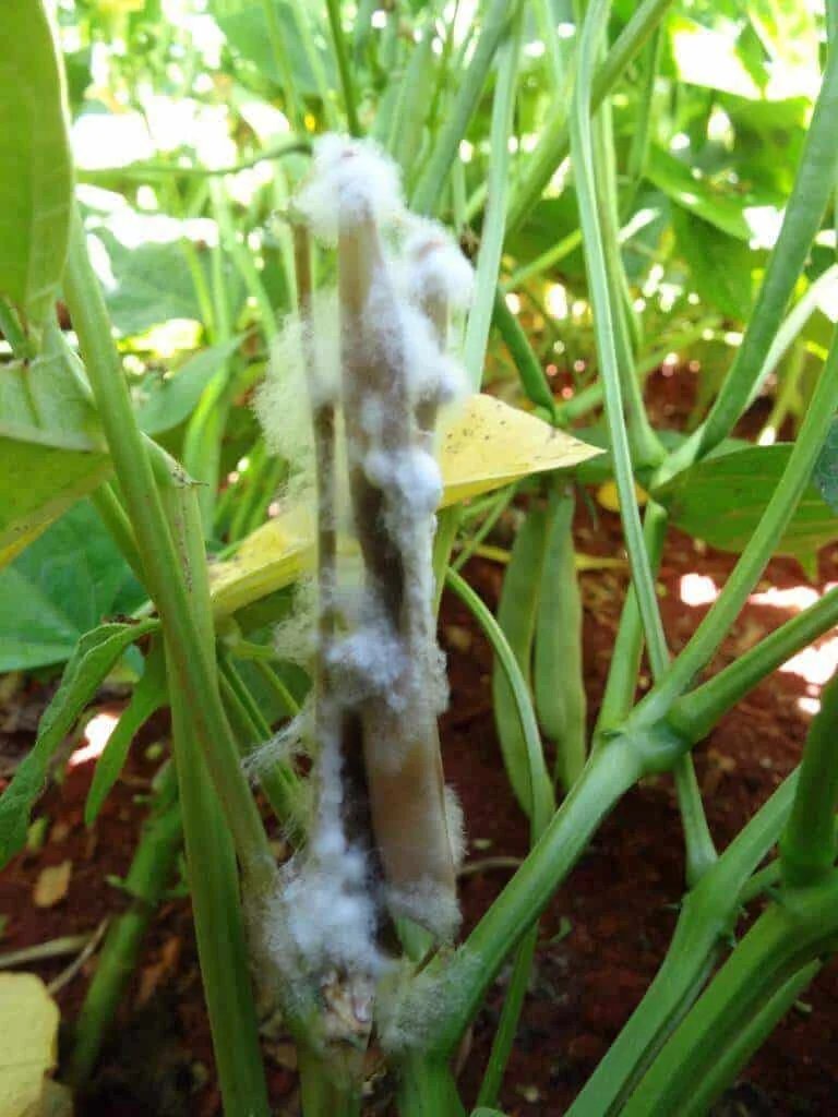close-up de uma planta de soja ou feijão em uma lavoura, destacando um estágio avançado de infecção por mof
