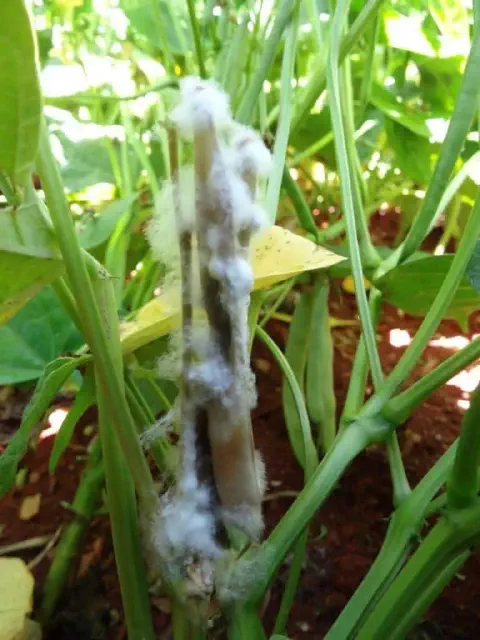 Sintomas do Mofo-Branco (Sclerotinia) na Lavoura de Soja