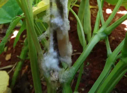 close-up detalhado do caule de uma planta, provavelmente soja ou feijão, afetada por uma doença fúngica. O