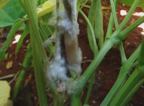 close-up detalhado do caule de uma planta, provavelmente soja ou feijão, afetada por uma doença fúngica. O
