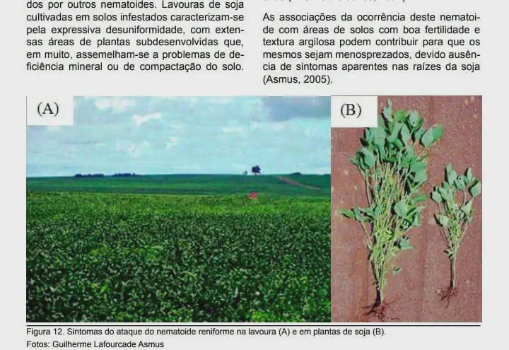 Sintomas do Nematoide Reniforme na Lavoura de Soja composição de duas fotografias, (A) e (B), que ilustram os sintomas do ataque do nematoide reniforme na cultur