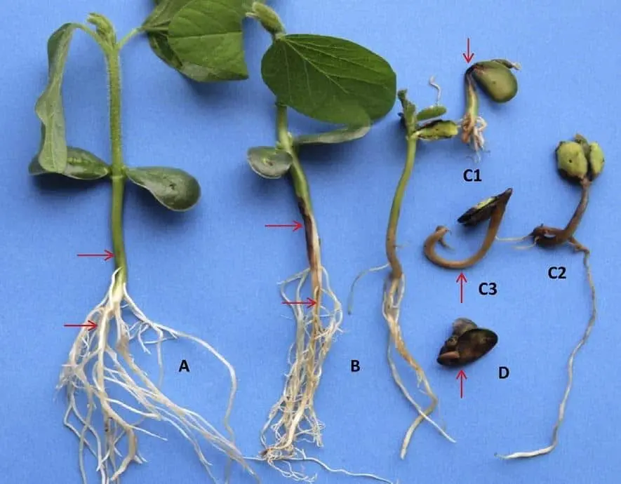 uma análise comparativa de plântulas de soja em diferentes estágios de sanidade, sobre um fundo azul. A plântu