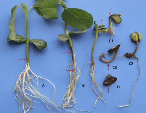 uma análise comparativa de plântulas de soja em diferentes estágios de sanidade, sobre um fundo azul. A plântu