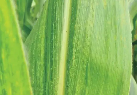 close-up detalhado de uma folha de milho, destacando sintomas de uma possível doença ou deficiência nutrici