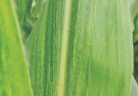 close-up detalhado de uma folha de milho, destacando sintomas de uma possível doença ou deficiência nutrici