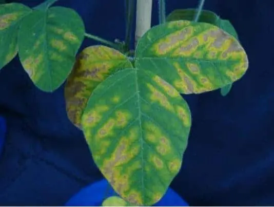 close-up de folhas de soja apresentando sintomas visíveis de estresse fitossanitário. As folhas, predominan