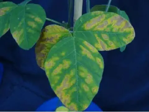 close-up de folhas de soja apresentando sintomas visíveis de estresse fitossanitário. As folhas, predominan