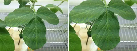 díptico que exibe em close-up as folhas de uma planta de soja, provavelmente cultivada em um ambiente controlad