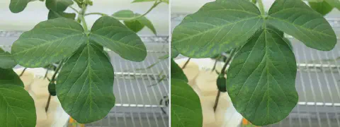 díptico que exibe em close-up as folhas de uma planta de soja, provavelmente cultivada em um ambiente controlad