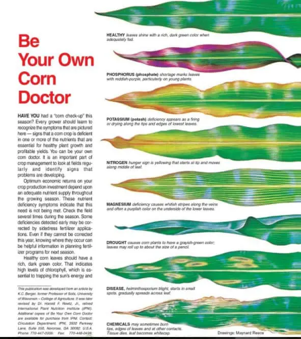 Este infográfico educativo, intitulado ‘Seja o Seu Próprio Doutor de Milho’, serve como um guia visual para agricultores e ag