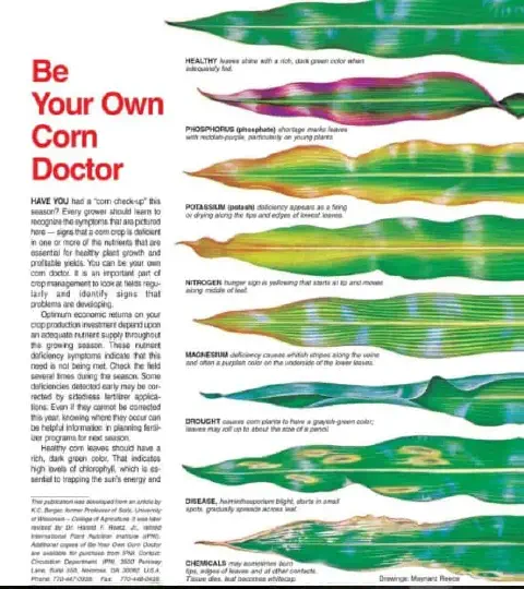 Este infográfico educativo, intitulado 'Seja o Seu Próprio Doutor de Milho', serve como um guia visual para agricultores e ag