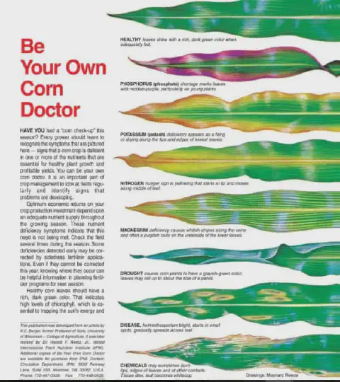 Este infográfico educativo, intitulado 'Seja o Seu Próprio Doutor de Milho', serve como um guia visual para agricultores e ag