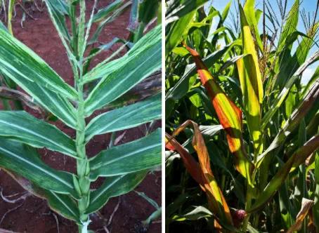 composição de duas fotografias que exibem, em detalhe, sintomas de anomalias em plantas de milho. Na imagem à