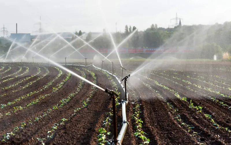 uma lavoura em estágio inicial de desenvolvimento, com fileiras de pequenas plantas verdes brotando do solo es
