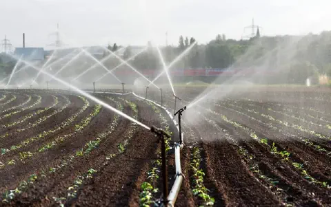 uma lavoura em estágio inicial de desenvolvimento, com fileiras de pequenas plantas verdes brotando do solo es
