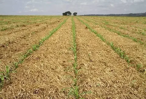 extensa lavoura no início de seu ciclo de desenvolvimento, implementada sob o sistema de plantio direto.