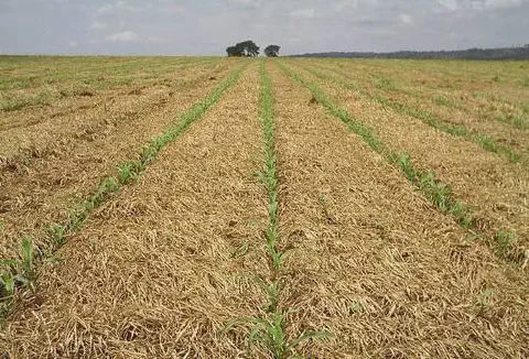 extensa lavoura no início de seu ciclo de desenvolvimento, implementada sob o sistema de plantio direto.