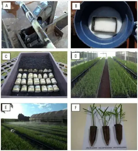 composição de seis fotos (A-F) que ilustram o processo de produção de Mudas Pré-Brotadas (MPB) de cana-de-açúc