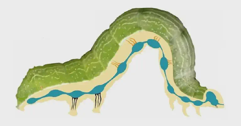 Sistema Nervoso da Lagarta: Alvo de Inseticidas na Lavoura ilustração didática sobre a anatomia interna de uma lagarta, especificamente seu sistema nervoso. Sobr