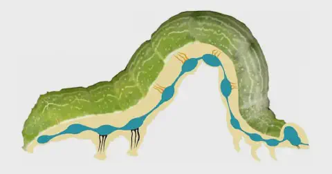 ilustração didática sobre a anatomia interna de uma lagarta, especificamente seu sistema nervoso. Sobr