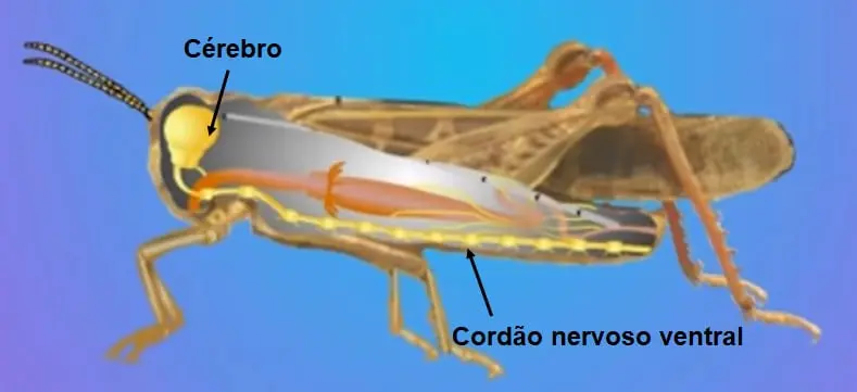 uma ilustração didática da anatomia interna de um gafanhoto, com foco em seu sistema nervoso. O inseto é mostr