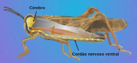 uma ilustração didática da anatomia interna de um gafanhoto, com foco em seu sistema nervoso. O inseto é mostr