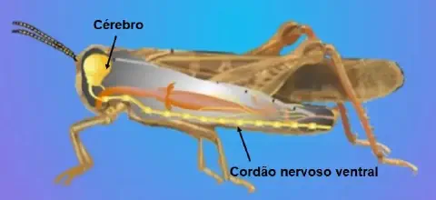 uma ilustração didática da anatomia interna de um gafanhoto, com foco em seu sistema nervoso. O inseto é mostr