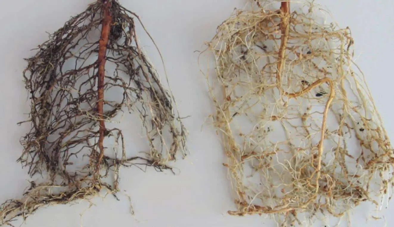 comparativo visual entre dois sistemas radiculares de plantas, provavelmente de soja, contra um fundo branc