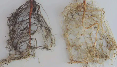 comparativo visual entre dois sistemas radiculares de plantas, provavelmente de soja, contra um fundo branc