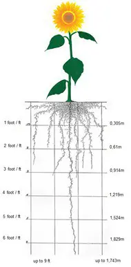 diagrama técnico de uma planta de girassol, ilustrando tanto a parte aérea (caule, folhas e flor) quanto, p