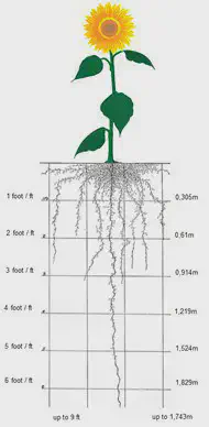 Sistema Radicular do Girassol: Profundidade e Manejo diagrama técnico de uma planta de girassol, ilustrando tanto a parte aérea (caule, folhas e flor) quanto, p