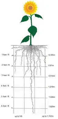 diagrama técnico de uma planta de girassol, ilustrando tanto a parte aérea (caule, folhas e flor) quanto, p