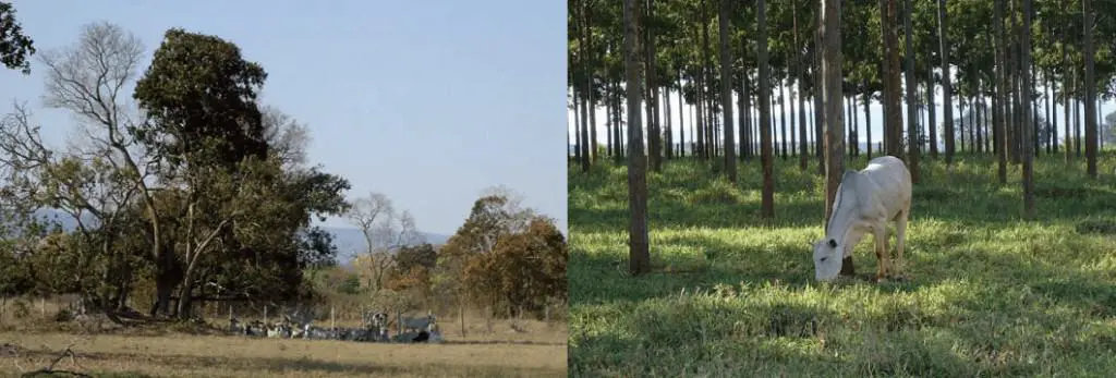 composição de duas cenas que contrastam diferentes sistemas de manejo na pecuária. À esquerda, um rebanho de g