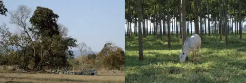 composição de duas cenas que contrastam diferentes sistemas de manejo na pecuária. À esquerda, um rebanho de g