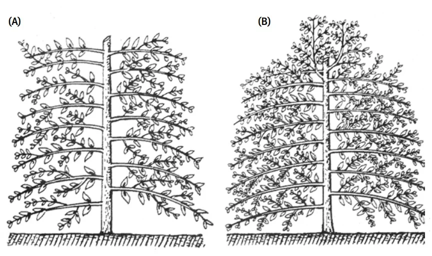 desenho técnico em preto e branco, dividido em duas partes, (A) e (B), que ilustram dois sistemas disti