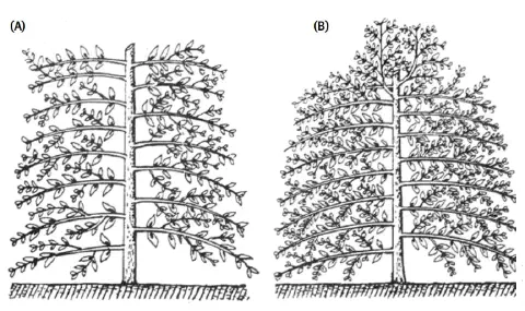 desenho técnico em preto e branco, dividido em duas partes, (A) e (B), que ilustram dois sistemas disti