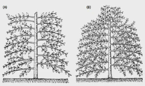 desenho técnico em preto e branco, dividido em duas partes, (A) e (B), que ilustram dois sistemas disti