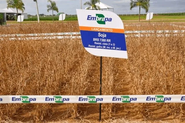campo de demonstração de soja em estágio de maturação, com as plantas secas e prontas para a colheita. Em