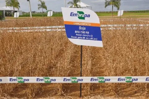 campo de demonstração de soja em estágio de maturação, com as plantas secas e prontas para a colheita. Em