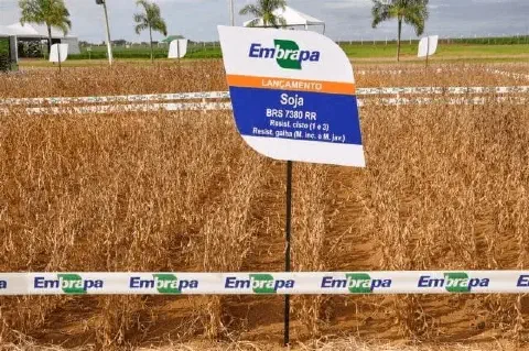 campo de demonstração de soja em estágio de maturação, com as plantas secas e prontas para a colheita. Em