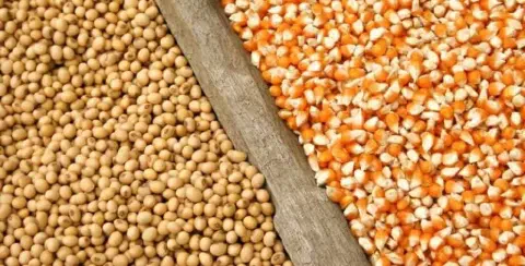 close-up de dois dos principais grãos do agronegócio mundial, a soja e o milho, dispostos lado a lado e sep