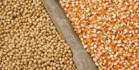 close-up de dois dos principais grãos do agronegócio mundial, a soja e o milho, dispostos lado a lado e sep