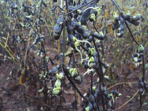 uma lavoura de soja em estado avançado de deterioração, provavelmente após um período de chuvas excessivas dur