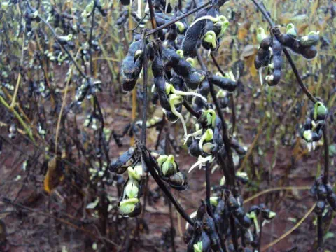 uma lavoura de soja em estado avançado de deterioração, provavelmente após um período de chuvas excessivas dur